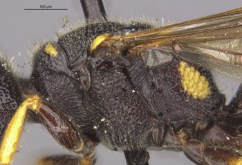 Media type: image;   Entomology 13788 Aspect: thorax lateral